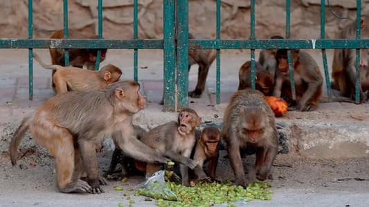 Monkeys Snatch COVID-19 Samples After Attacking Lab Worker in India