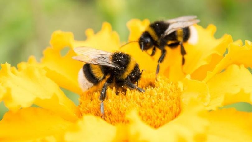 Bees Use Secret Trick to Make Plants Flower, Leaving Scientists Baffled
