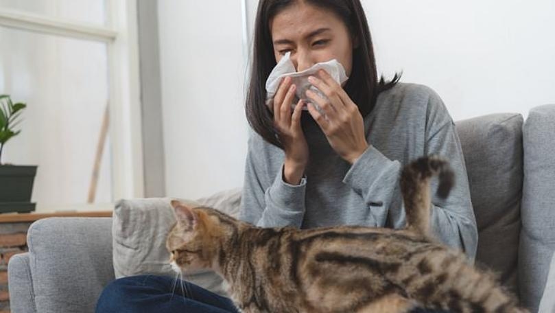 It’s Cat Spit That Makes You Sneeze, Not Feline Coats, Scientists Say