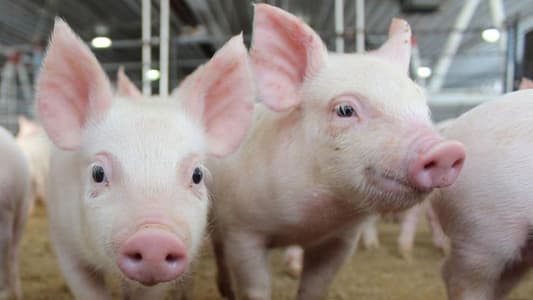 Pig Trial of AstraZeneca’s COVID-19 Vaccine Shows Promise With Two Shots