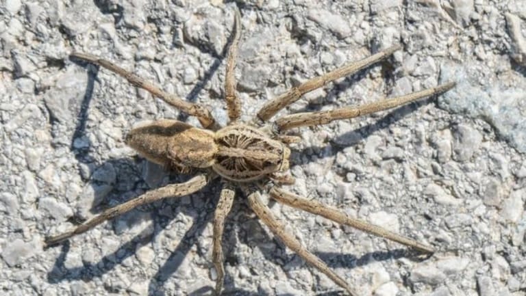 Warming Arctic Causing ‘Spider Baby Boom’, Scientists Warn