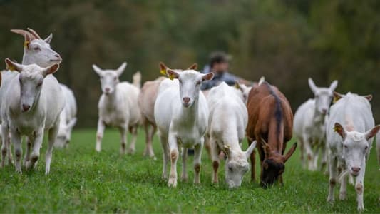 Florida Woman Files Lawsuit Against Neighbour Demanding Paternity Test on Goats