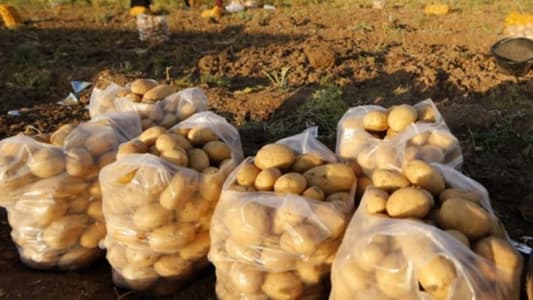رئيس نقابة مزارعي وفلاحي البقاع يدعو مزارعي البطاطا للتوقف عن البيع غدا