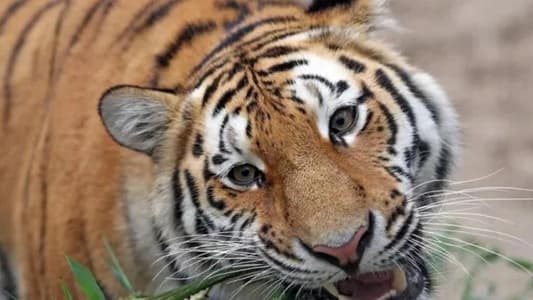 Siberian tiger kills zookeeper in Zurich