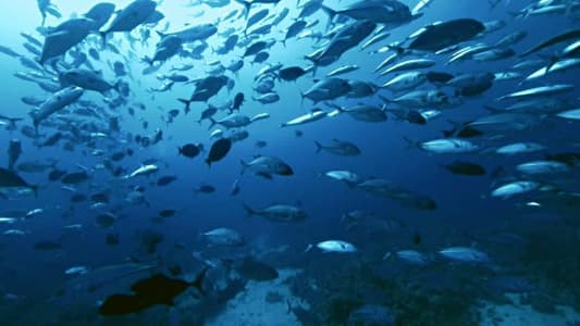 Warming Temperatures Threaten Hundreds of Fish Species, Study Finds