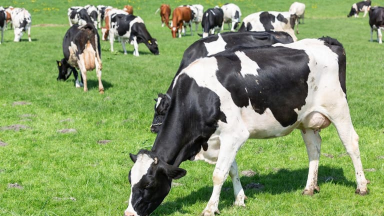 أبقارٌ إسرائيليّة في الجنوب... ومخاوف من تلوّثها!