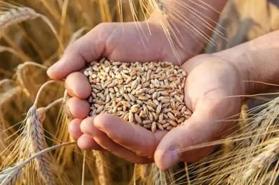 EU ends import bans on Ukrainian grain: statement