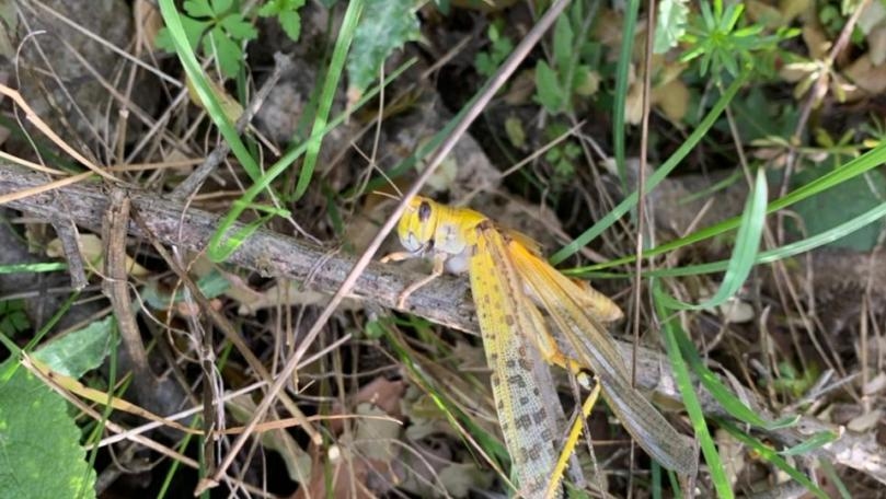 Photos: Locusts reach Jouret el-Termos in Keserwan