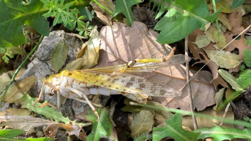 Photos: Locusts reach Jouret el-Termos in Keserwan
