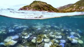 Australia's Great Barrier Reef experiencing worst bleaching on record