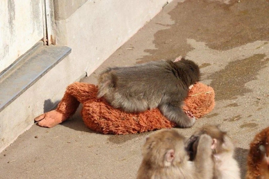 بالصّور: القصّة التي أبهرت العالم...