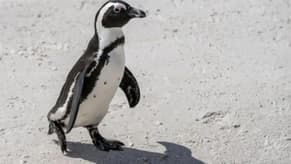 Last-minute deal to protect African penguins from extinction