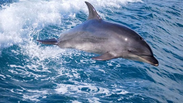 Deep Sea Mining Could Threaten Whales and Dolphins, Scientists Warn