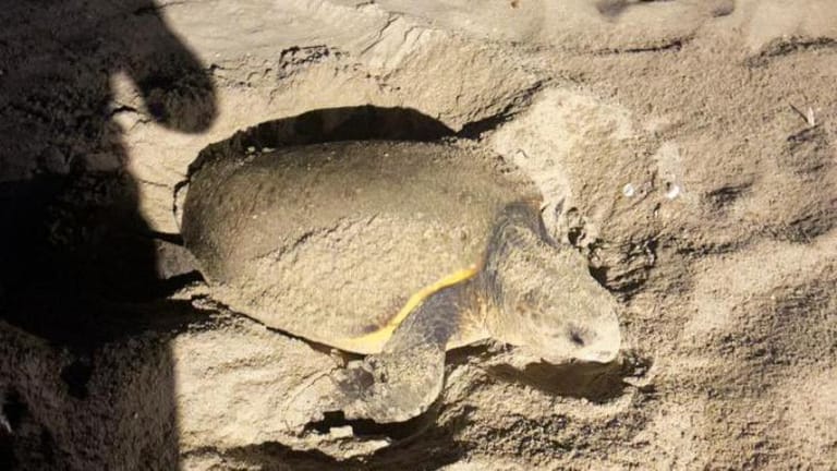 بالصّور: إنقاذ سلحفاة بحريّة