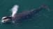 Exceptionally rare whale sighted off Donegal coast