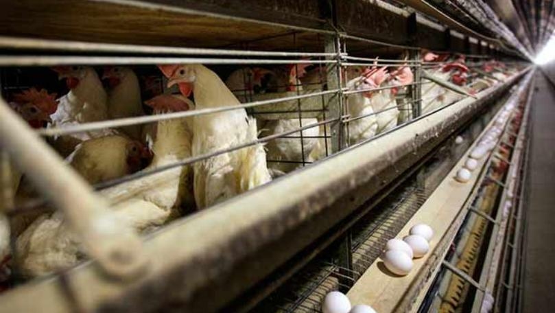 China's Sichuan reports human case of H5N6 bird flu - state media