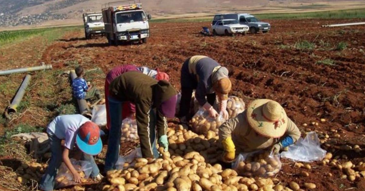 أزمة غذائيّة متفاقمة في لبنان... وأضرار تطال هذا القطاع!