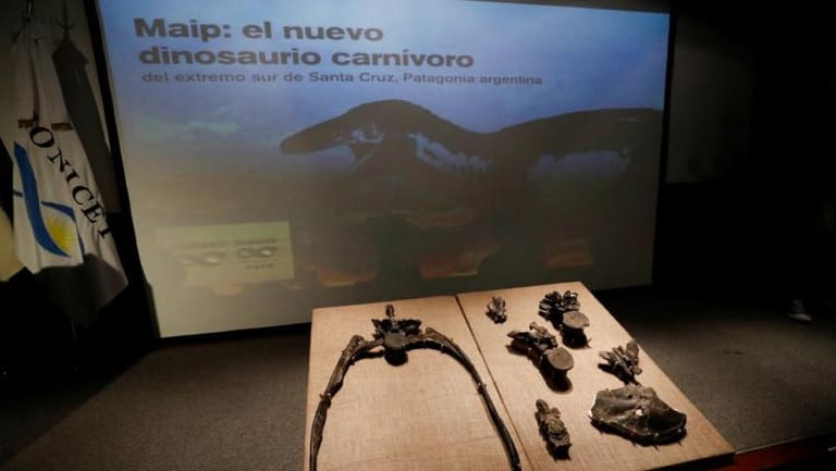 Argentine Scientists Discover Fossil of Largest Raptor Dinosaur