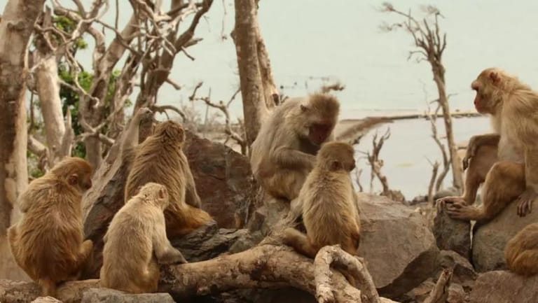 Monkeys With More Grooming Partners Have Bigger Brain Regions Linked To Empathy