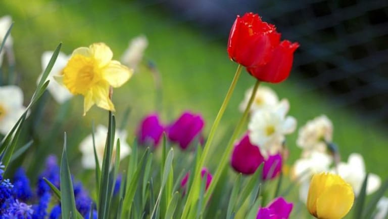 الطقس الربيعي المستقرّ يرافقنا...