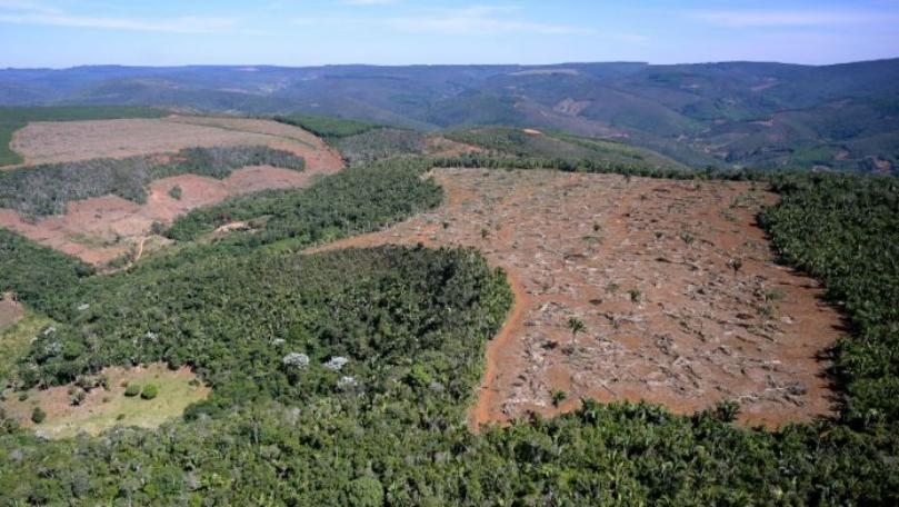 Deforestation Surges in Brazil Atlantic Forest, According to Report