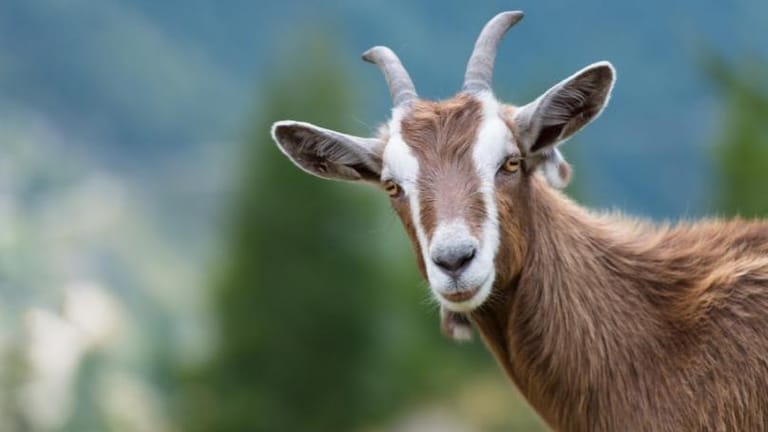 بالفيديو: ما أصل عبارة "لا بهش ولا بنش"؟