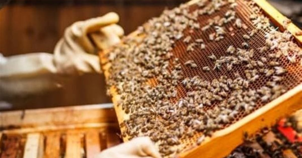 A passion passed down through generations... “Every drop of honey has a story”