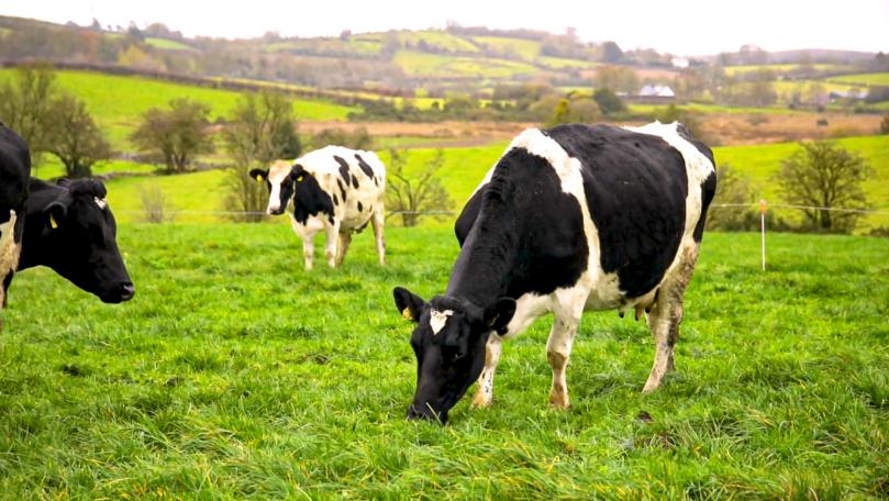 Microbes in Cow’s Stomach Can Degrade Plastic, Study Suggests