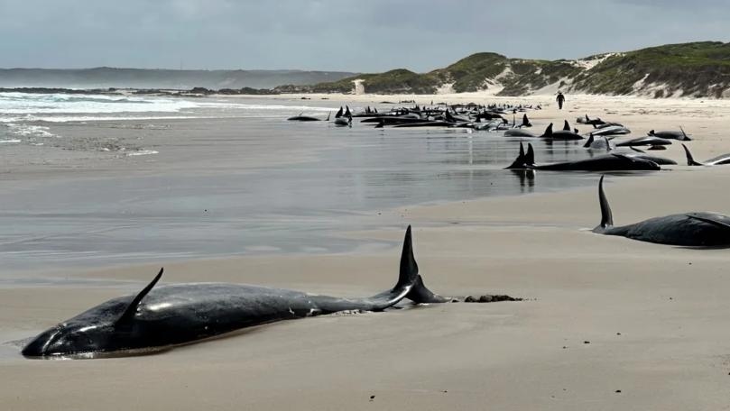 بالصور: أكثر من 150 حوتاً على الشاطئ