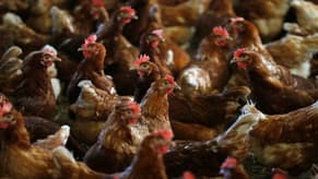 Netherlands starts bird flu vaccination program at hen farm