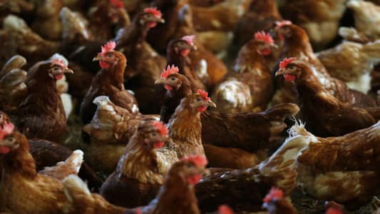 Netherlands starts bird flu vaccination program at hen farm