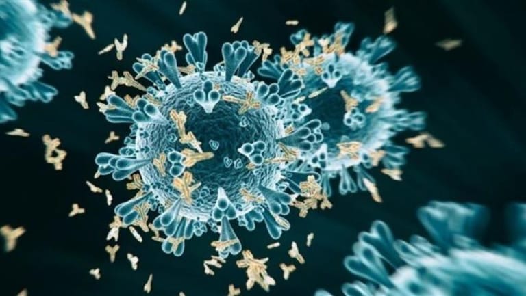 الأجسام المضادة لكورونا تستمر في الجسم 8 أشهر على الأقل