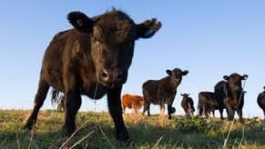 Scotland reports case of mad cow disease