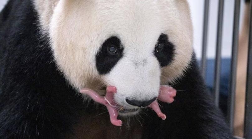 South Korean zoo welcomes giant panda twins