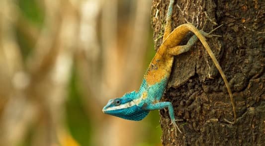 Hundreds of Newly Discovered Species Under Threat in Southeast Asia