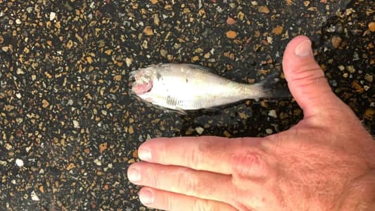 Texas Town Hit by Bizarre Rainstorm of Fish