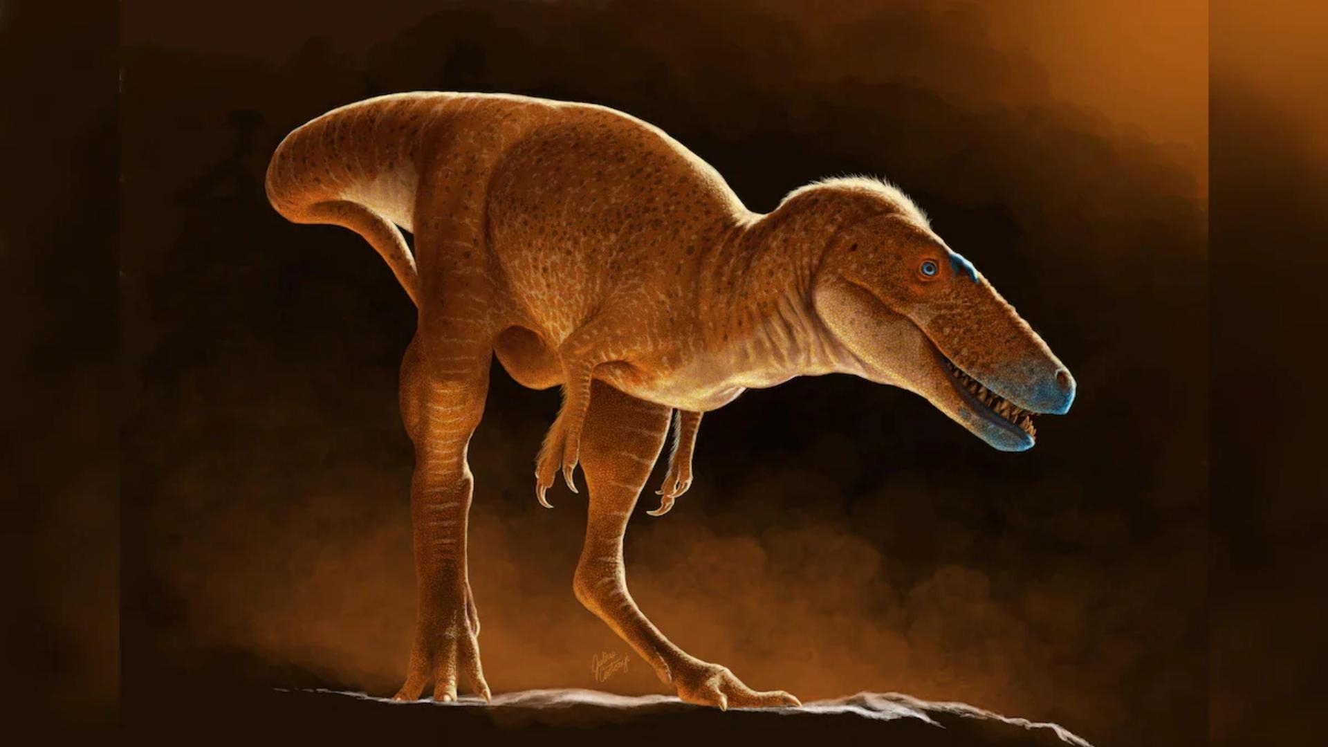 New T-Rex Ancestor Discovered in Mongolian Institute’s Drawers