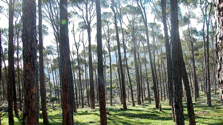 حال الطوارئ في قطاع الغابات...  و"الزراعة" تتخذ إجراءات حاسمة