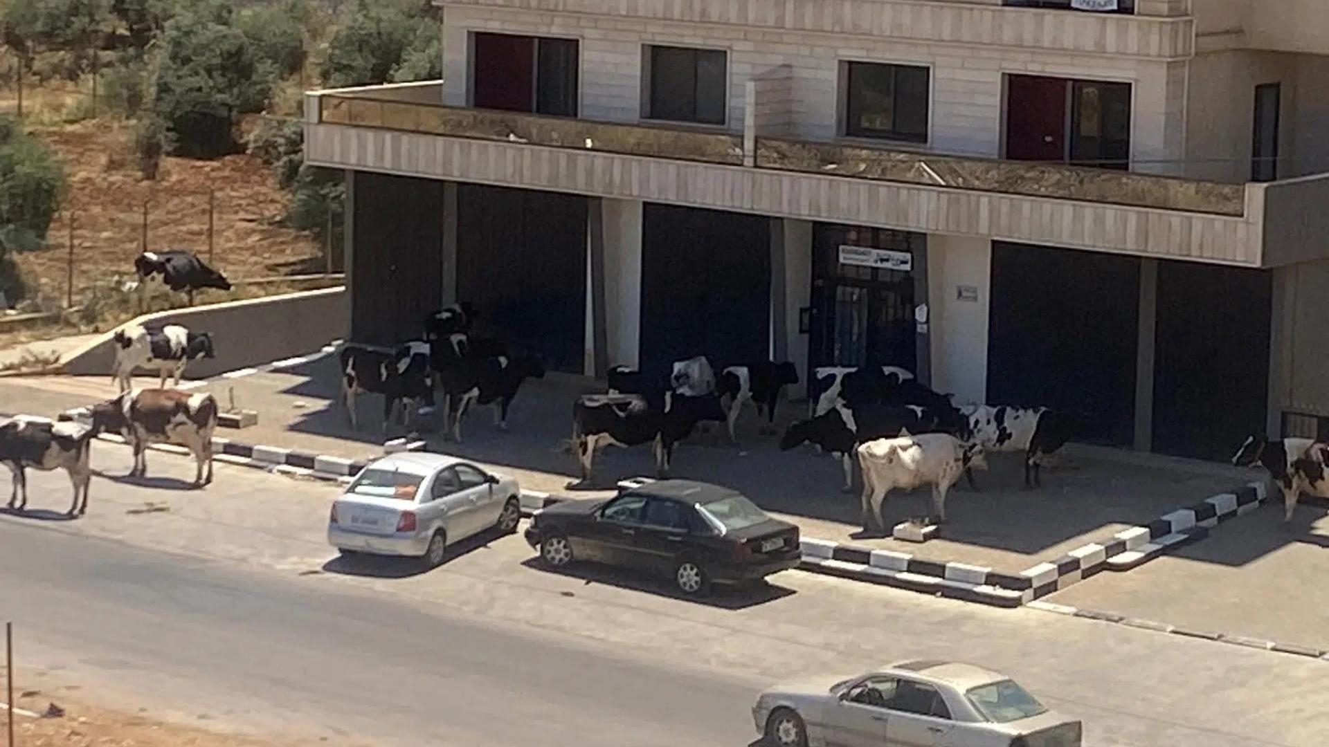 مشهدٌ غير مألوف في لبنان: أبقارٌ تحاصر مبنى سكنيًّا!