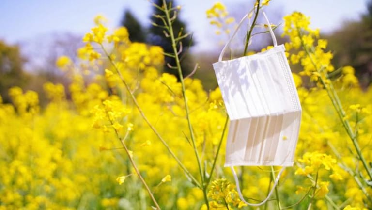 Pollen Helps Covid Spread Further and Faster, Scientists Find