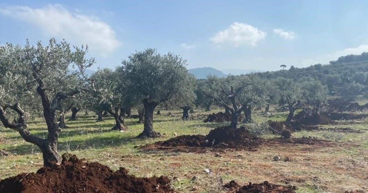 Israeli Drone Harasses Olive Harvesters in South Lebanon