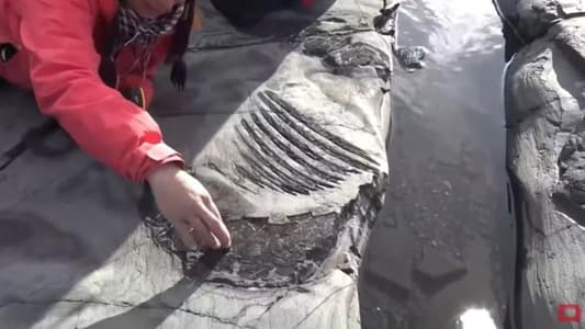 Intact, Pregnant Ichthyosaur Fossil Recovered from Patagonian Glacier in Chile