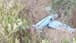 Watch: Israeli Drone Crashed in Akkar