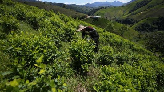 Cocaine trade in Micay Canyon threatens Colombia’s peace efforts