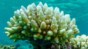Mass bleaching of coral reefs caused by climate change and warming oceans