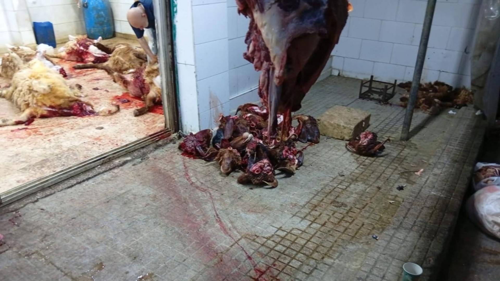 Shocking Images From Slaughterhouse Sealed by Authorities