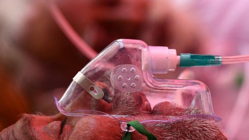 600 إصابة جديدة بكورونا... وماذا عن الوفيات؟