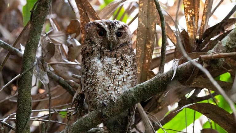 Rare Orange-Eyed Owl Spotted for the First Time in More Than 125 Years