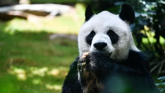 San Diego Zoo pandas make official debut