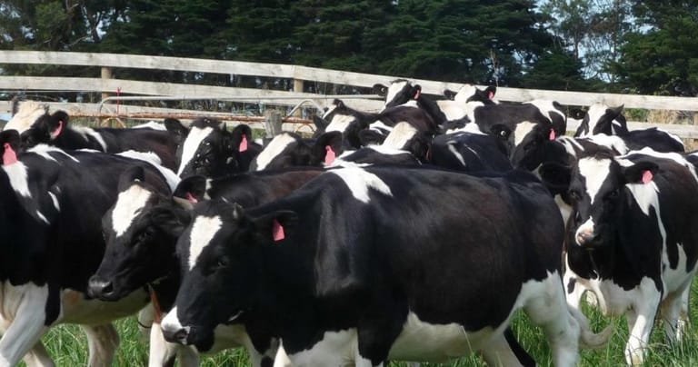 أبقار إسرائيلية في لبنان... وتحذير
